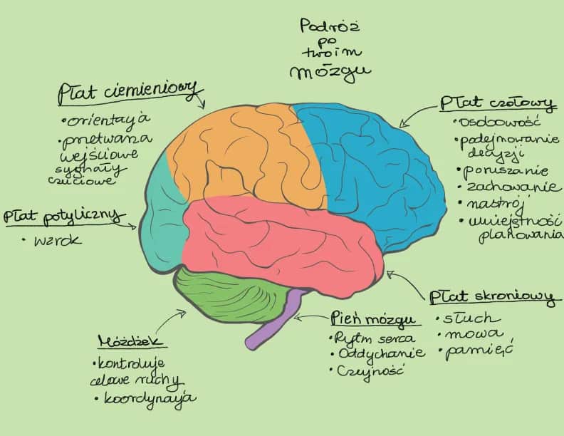 Demencja: Choroba mózgu, nie psychiczna? Rozwiewamy wątpliwości