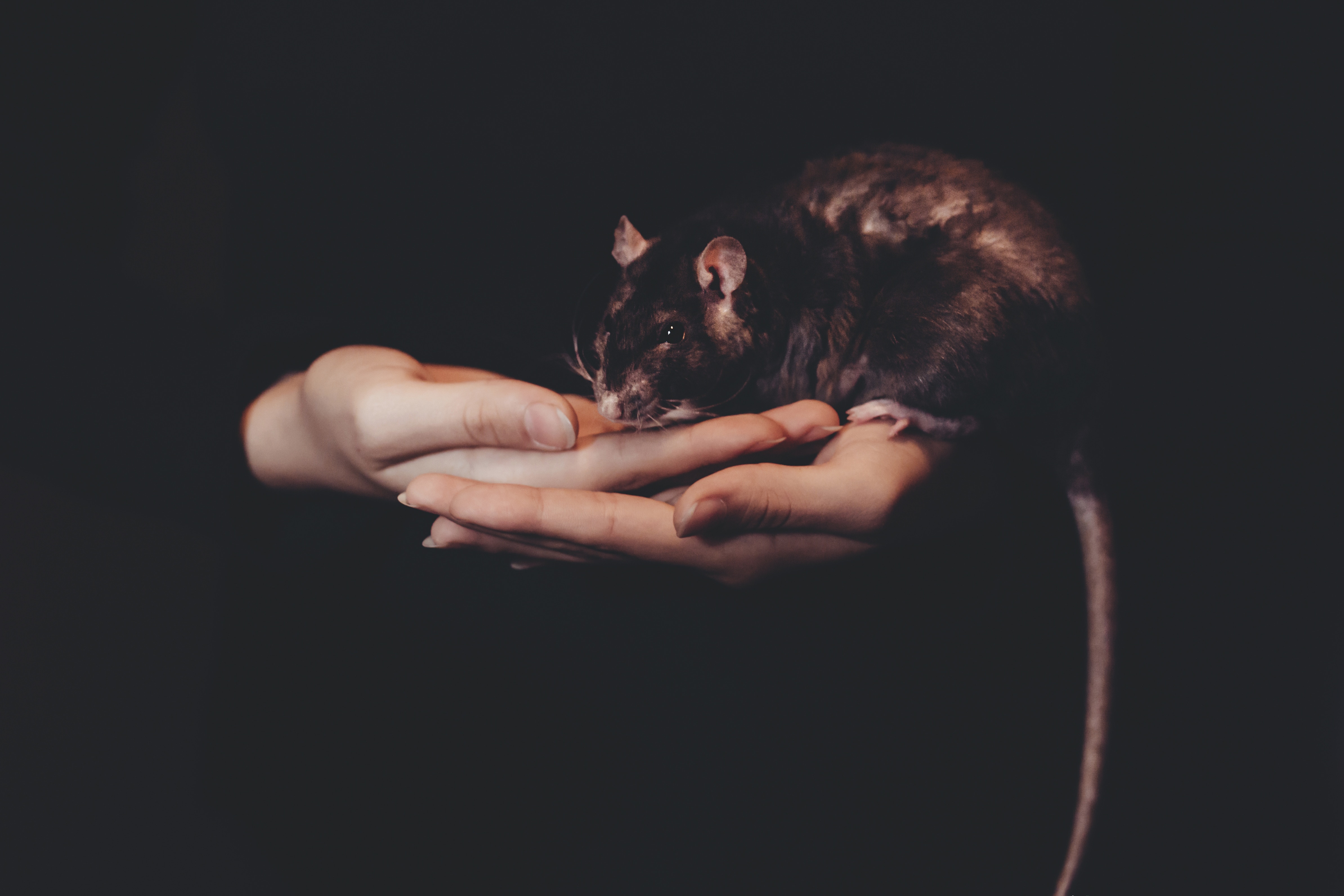 Eksperyment psychologiczny na szczurach